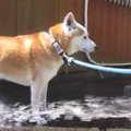 お散歩後シャワーの…