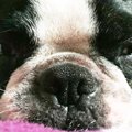 愛犬の命を守る為持…