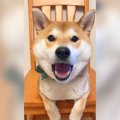 おしゃべり上手な犬…