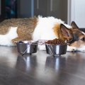 犬が『脱水症状』を…