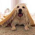 犬との暮らしで『暖…