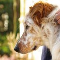 老犬と一緒に散歩す…