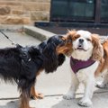 犬が犬に対して『大…