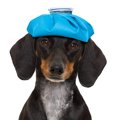 犬が高熱を出してい…