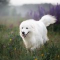 【獣医師監修】マレ…
