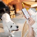 犬がいる部屋の『適…