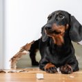 犬を叱るにはコツが…