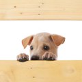 犬にも恐怖症がある…
