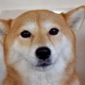 『犬を飼うのに向い…