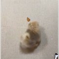 赤ちゃん犬におやつ…