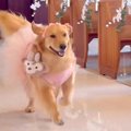 大型犬が結婚式で『…