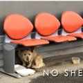 『ホームレス犬』の…