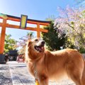 犬に絶対近寄らせて…