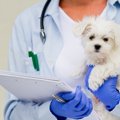 犬の健康診断┃何歳か…