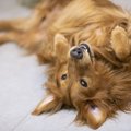 気付いてあげて♡犬が…