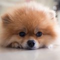 犬が不機嫌になる飼…