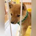 『小さくてかわいい…