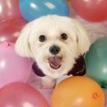 犬の「延命治療」と…