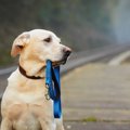 愛犬が迷子になった…