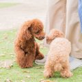 あなたの犬は大丈夫…