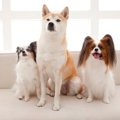 犬を『多頭飼いすべ…