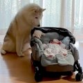 カートの赤ちゃんを…