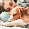 愛犬が『一緒に寝よ…