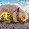 犬が『地面のニオイ…