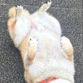 雨の日に『水が嫌い…