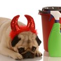 動物病院などで使わ…