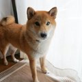 『嫉妬心が強い犬』…