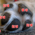 犬の肉きゅう好き必…