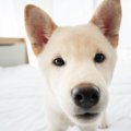 犬が『信用していな…