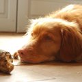 犬の重大な病気の兆…