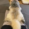 【話題】ペキニーズ…