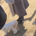 ドッグランで『愛犬…