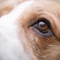 犬と人は見えている…