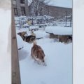 「雪だぁ！」喜び庭…