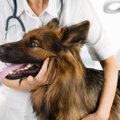 「老犬の病気」に関連する記事まとめ