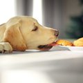 犬に危険な拾い喰い…