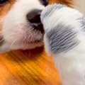 10歳のお年寄りイン…