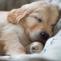 犬が安眠できている…