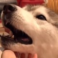 なんで？お手と言わ…
