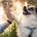 犬が『初めて会う人…
