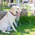 犬が夏にかかりやす…