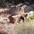 山で暮らす3姉妹犬。…