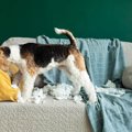 犬が『部屋を散らか…