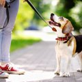 他人の犬を許可なし…