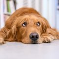 犬がしている『愛情…