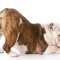 犬が自分のお尻を舐…
